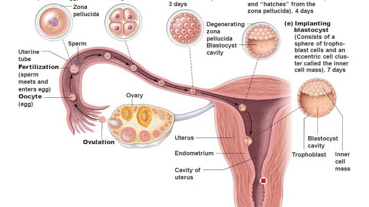 Medicover Fertility - Implantation bleeding is the pink or brown coloured  discharge that happens when the embryo goes and implants itself in the  uterine lining after 6-12 days of conception. For more